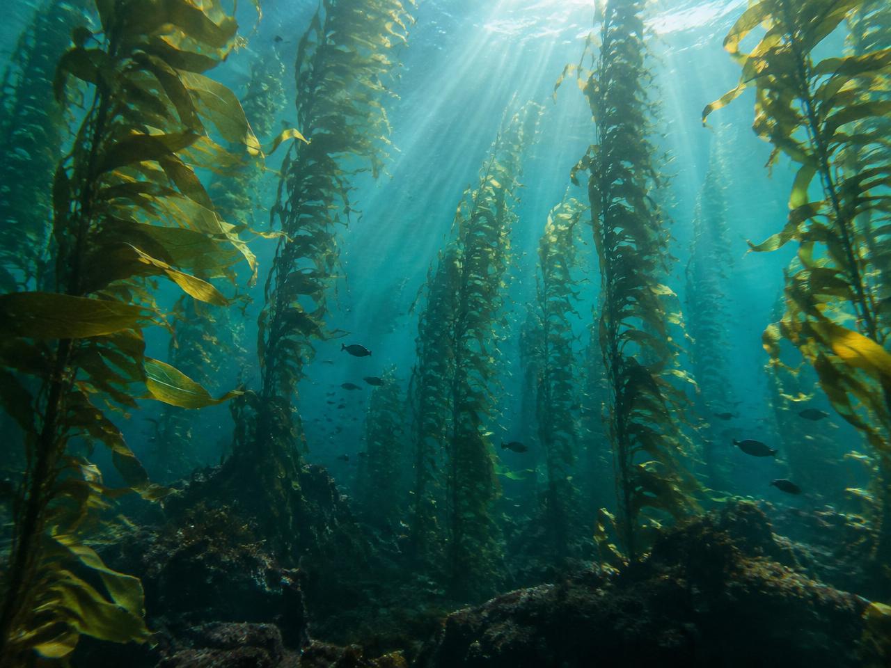 Sunlight falling through a kelp forest underwater